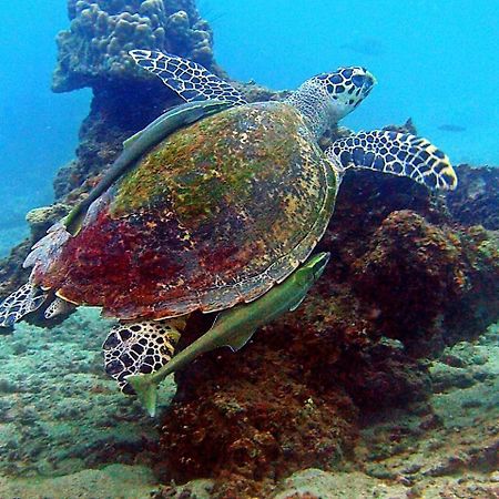 Mimpi Perhentian Otel Kampong Pasir Hantu Dış mekan fotoğraf